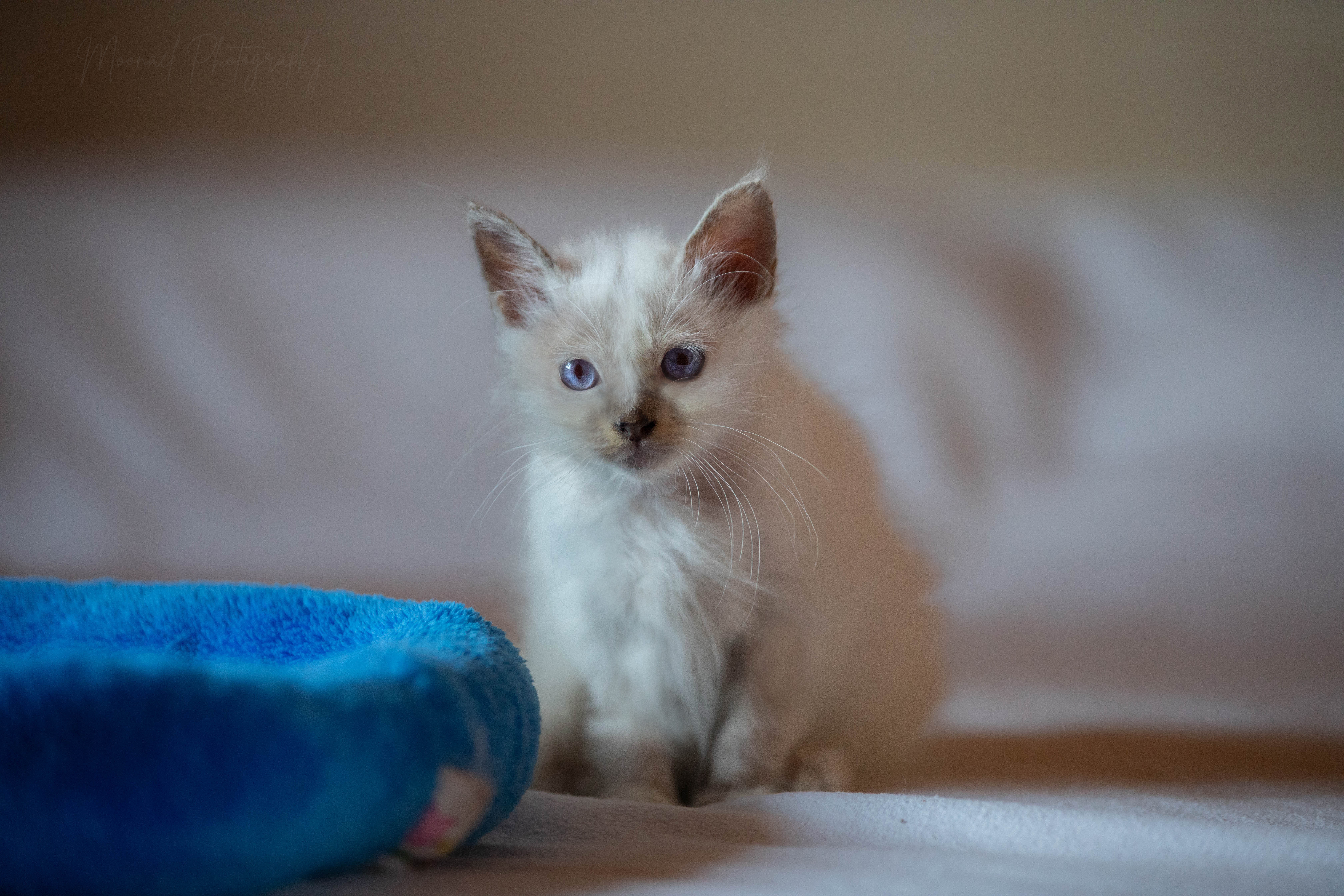 Photo de ALMA BLUE TORTIE